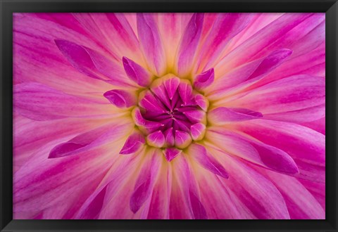 Framed Bright Pink Dahlia Blossom Detail Print