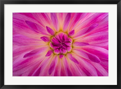 Framed Bright Pink Dahlia Blossom Detail Print