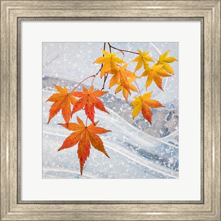 Framed Japanese Maple Leaves Above Ice Print