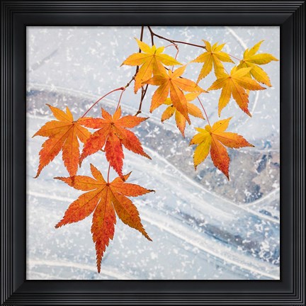 Framed Japanese Maple Leaves Above Ice Print