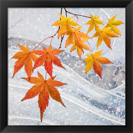 Framed Japanese Maple Leaves Above Ice Print