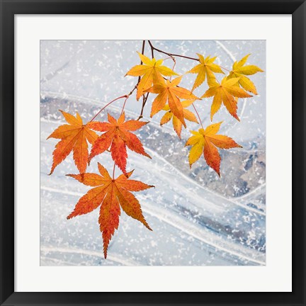 Framed Japanese Maple Leaves Above Ice Print