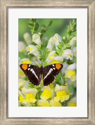 Framed California Sister Butterfly On Yellow And White Snapdragon Flowers Print