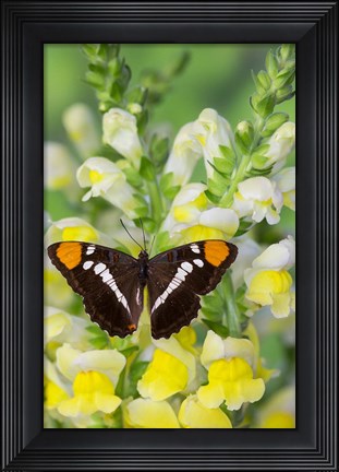 Framed California Sister Butterfly On Yellow And White Snapdragon Flowers Print