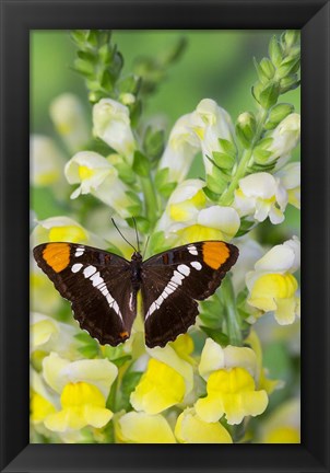 Framed California Sister Butterfly On Yellow And White Snapdragon Flowers Print