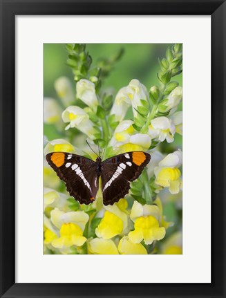 Framed California Sister Butterfly On Yellow And White Snapdragon Flowers Print