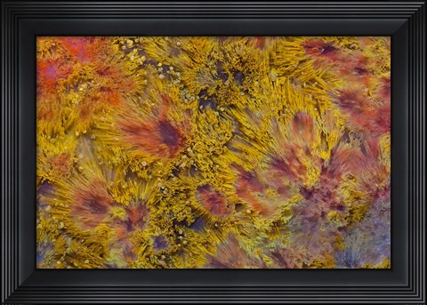 Framed Indonesian Flame Agate Print