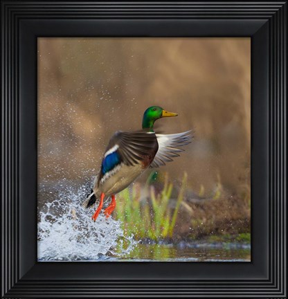 Framed Mallard Duck Takes Flight Off Lake Washington Print