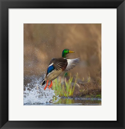 Framed Mallard Duck Takes Flight Off Lake Washington Print