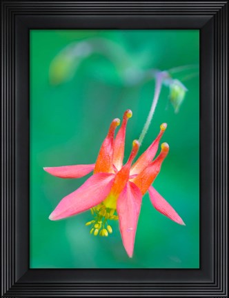 Framed Red Columbine Wildflower Blooms Print