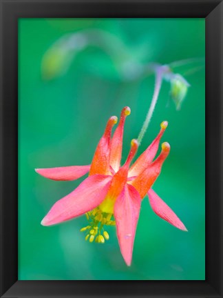 Framed Red Columbine Wildflower Blooms Print