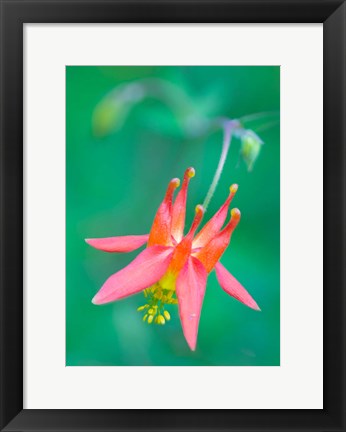 Framed Red Columbine Wildflower Blooms Print