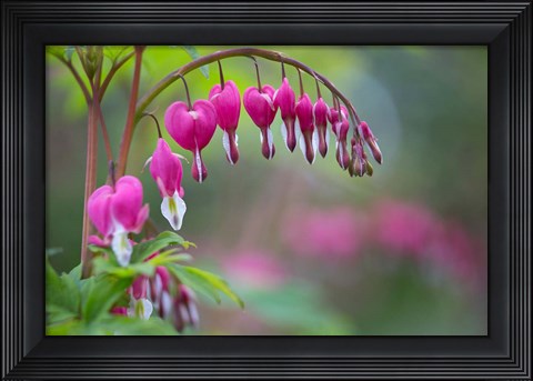 Framed Row Of Bleeding Heart Flowers Print