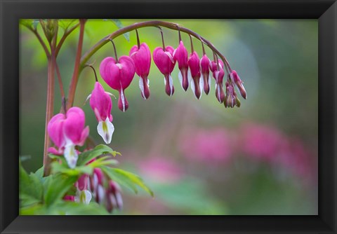 Framed Row Of Bleeding Heart Flowers Print