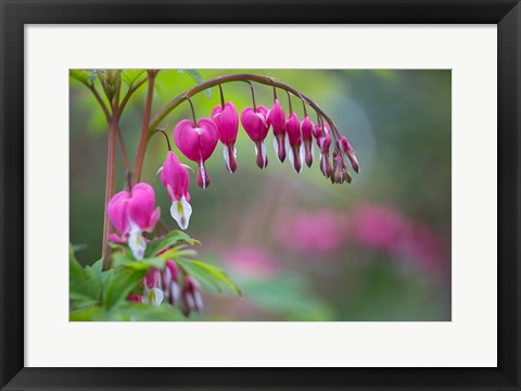 Framed Row Of Bleeding Heart Flowers Print