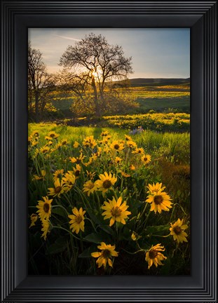 Framed Arrowleaf Balsamroot Wildflowers At Columbia Hills State Park Print