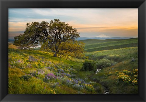 Framed Oak Tree At Columbia Hills State Park Print