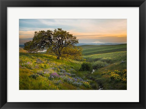 Framed Oak Tree At Columbia Hills State Park Print