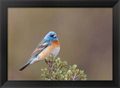 Framed Lazuli Bunting On A Perch At The Umtanum Creek Recreational Are Print