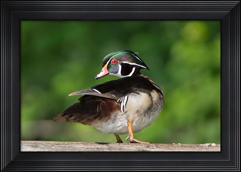 Framed Wood Duck Preens While Perched On A Log Print