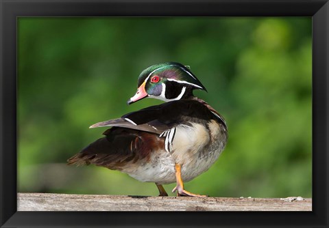 Framed Wood Duck Preens While Perched On A Log Print