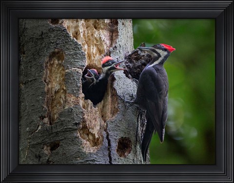 Framed Pileated Woodpecker Aside Nest With Two Begging Chicks Print