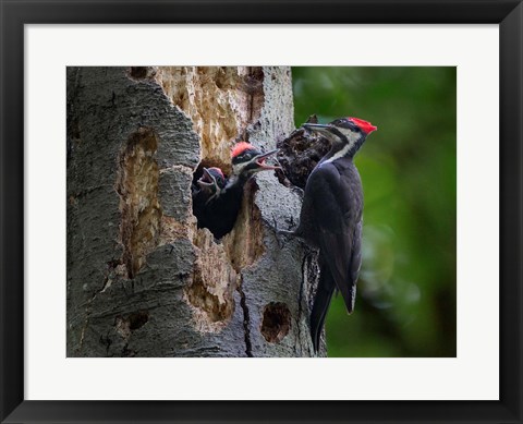 Framed Pileated Woodpecker Aside Nest With Two Begging Chicks Print