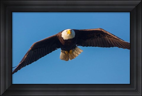 Framed Bald Eagle In Flight Over Lake Sammamish Print