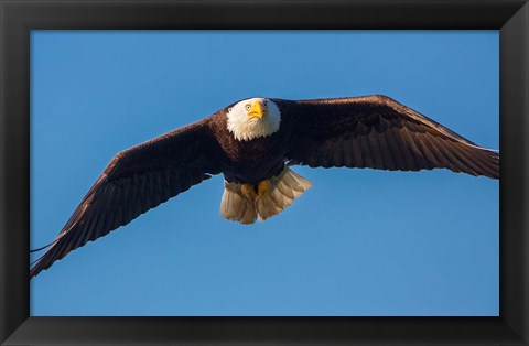 Framed Bald Eagle In Flight Over Lake Sammamish Print