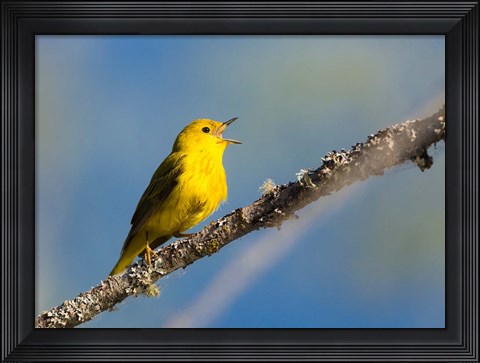 Framed Yellow Warbler Sings From A Perch Print