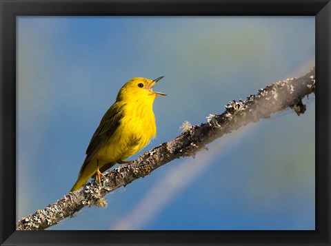 Framed Yellow Warbler Sings From A Perch Print