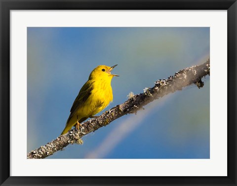 Framed Yellow Warbler Sings From A Perch Print