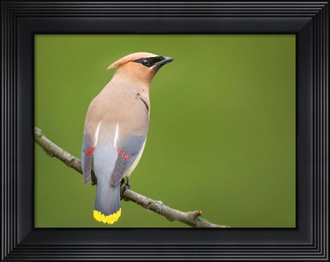 Framed Cedar Waxwing On A Perch Print