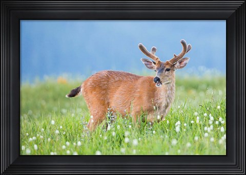 Framed Black-Tailed Buck In Velvet Feeds On Subalpine Wildflowers Print