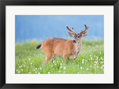 Framed Black-Tailed Buck In Velvet Feeds On Subalpine Wildflowers Print