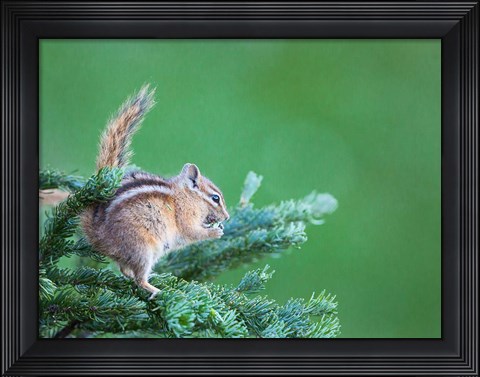 Framed Chipmunk Feeds On New Growth Of Subalpine Fur Needles Print
