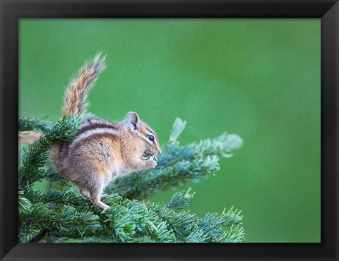 Framed Chipmunk Feeds On New Growth Of Subalpine Fur Needles Print