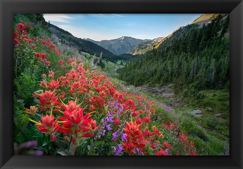 Framed Wildflowers Above Badger Valley In Olympic Nationl Park Print