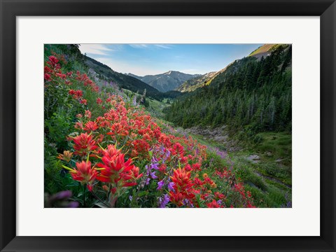 Framed Wildflowers Above Badger Valley In Olympic Nationl Park Print