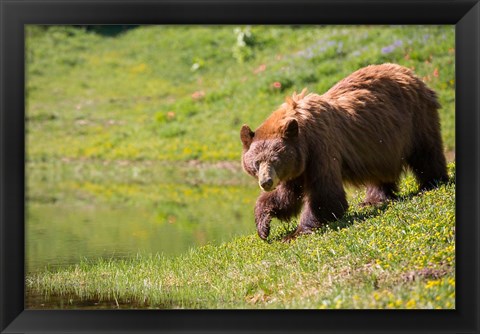 Framed American Black Bear In A Wildflower Meadow Print