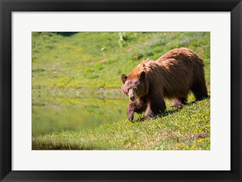 Framed American Black Bear In A Wildflower Meadow Print