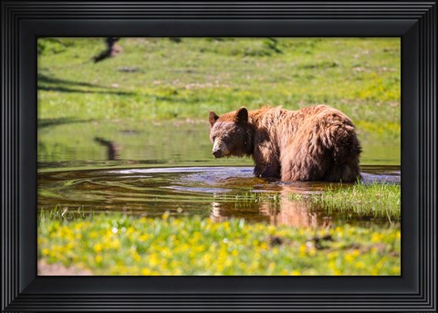 Framed American Black Bear Takes A Cool Bath Near Mystic Lake Print