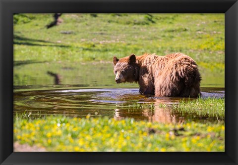 Framed American Black Bear Takes A Cool Bath Near Mystic Lake Print