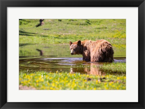 Framed American Black Bear Takes A Cool Bath Near Mystic Lake Print