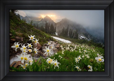 Framed Avalanche Lilies Along A Small Stream Below Plummer Peak Print
