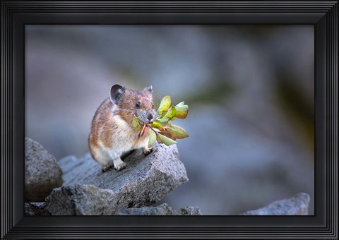 Framed Hardworking Pika Bringing In The Harvest Print