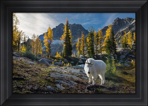 Framed Adult, Male Mountain Goat Print