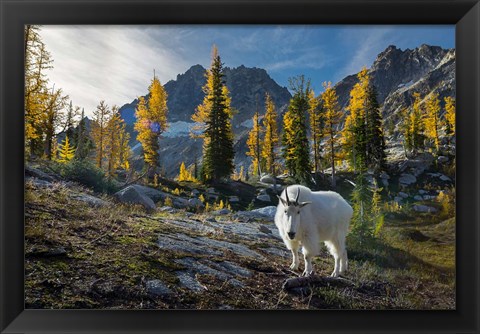 Framed Adult, Male Mountain Goat Print