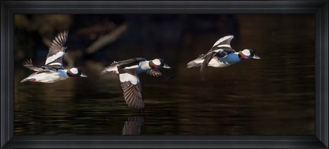 Framed Flight Sequence Of A Buffleheads Print