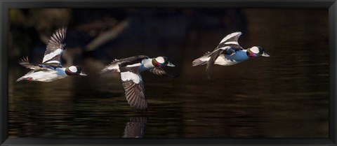 Framed Flight Sequence Of A Buffleheads Print